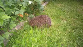IMG-20150520-WA0018.webp