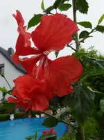 003.webp