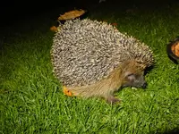 DSCF9017.webp