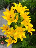 020 (2).webp