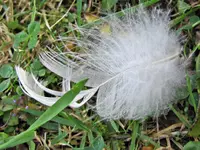 Copy of IMG_6277v.webp