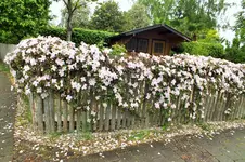 DSCF0974 (2).webp