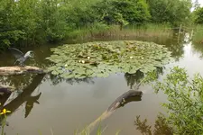DSCF0977.webp