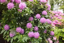 DSCF0978.webp