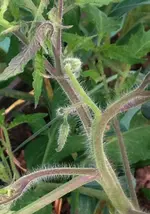 Riehenerblüte.webp
