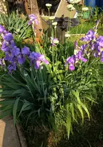 Iris.webp