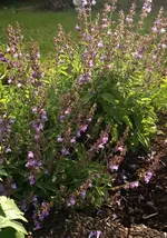 Salbei.webp