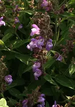 Salbeiblüte.webp