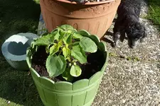 biogartenversand_P1130603.webp