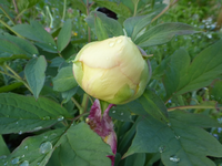 P1380084.webp