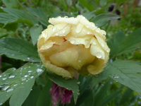 P1380309.webp
