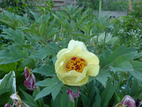 P1380439.webp