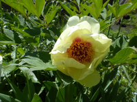 P1390279.webp