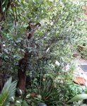 IMG_3368-003.JPG