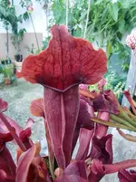 CIMG0892.webp