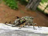 IMG_4790v.webp