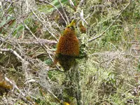 IMG_1935v.webp