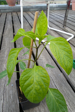 paprika2.webp