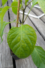paprika1.webp