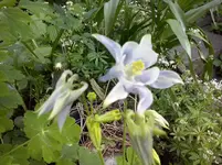 Akelei (2).webp