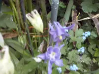 Akelei (3).webp