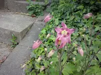Akelei) (2).webp