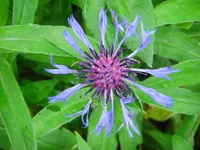 Bergflockenblume.webp