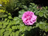 Sylter Heckenrose.webp