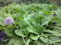 Hosta mit Zierlauch.webp