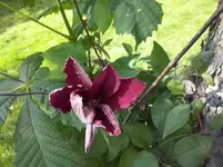 Clematis rot.webp