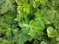 Geranium Roxanne im Mai.webp