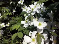 Clematis grandiflora,weiß.webp