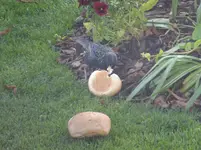 DSCF9416.webp