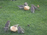 DSCF9376.webp