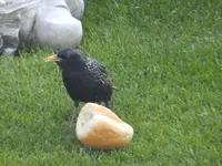 DSCF9364.webp