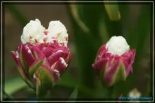 comp_DSC03511.webp