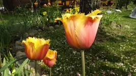 DSCF1738.webp