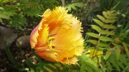 DSCF1741.webp