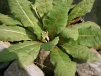 P5220161.webp