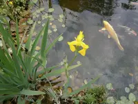 P5220164.webp
