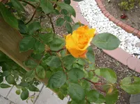 P5220163.webp