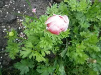P5220165.webp