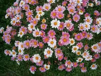 P5220166.webp