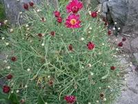 P5220167.webp