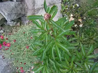P5220168.webp