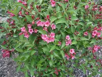 P5220170.webp