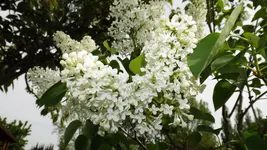 DSCF1735.webp