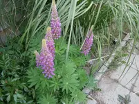 P5220171.webp