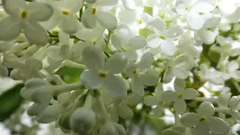 DSCF1736.webp