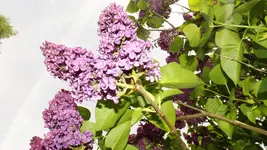 DSCF1749.webp